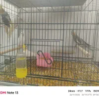 سلام تعدادی عروس هلندی بفروش می رسد