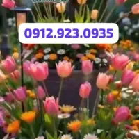 0912.923.0935 رند رند رند و تبلیغاتی / زیر قیمت