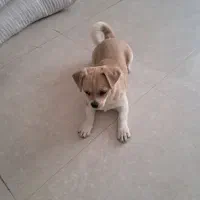 واگذاری هاپوی خانگی