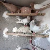 کبوتر|پرنده|فیروزه, |دیوار