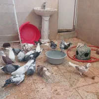 سلام تعدادی کفتر نرماده ساعت بالا پریده جواب داده|پرنده|شهریار, دهشاد پائین|دیوار