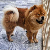 سگ چاوو چاوو نژاد دار واصیل