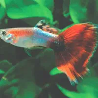 ماهی اکواریوم گوپی و دم شمشیری