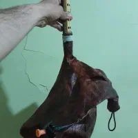 نی امان نو نو