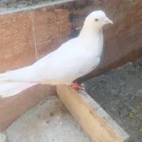 کبوتر گرفته شده