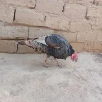 بوقلمون نروماده