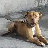 پیتبول نر ۲نیم ساله