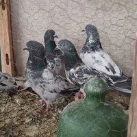 کبوتر عتیقه