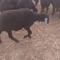 ۳عدد شیشکی فروشی|حیوانات مزرعه|سجاس رود, |دیوار