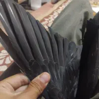 کفتر|پرنده|مشهد, تلگرد|دیوار