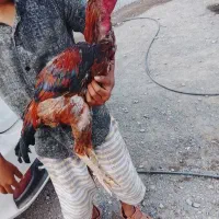 خروس