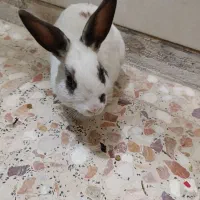 خرگوش باهوش