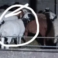 فروش دوراس گوسفند توقلی آبستن|حیوانات مزرعه|شهر بابک, |دیوار