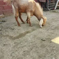 تروشت فروشی