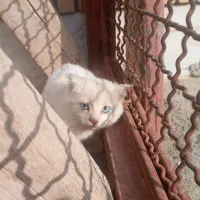 گربه پرشین نژاد دار