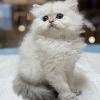 جوجه بریتیش|گربه|تهران,  امام زاده قاسم (نیاوران)|دیوار