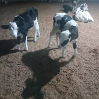 ۳راس گاو آبستن ۸ماهه و۲راس گوساله شیری|حیوانات مزرعه|جره و بالاده, |دیوار