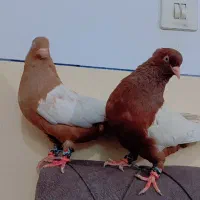 کفتر سینه سرخ و سینه زرد