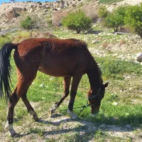 کره اسب مادیان فروشی.