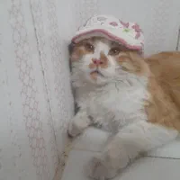 گمشده گم شده گربه