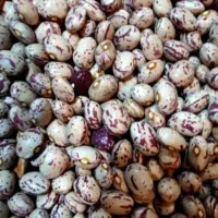 فروش حبوبات بدون آشغال|عمده‌فروشی|یاسوج, |دیوار