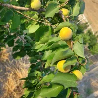 باغ|فروش دفتر صنعتی، کشاورزی، تجاری|دورود, |دیوار