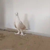 سار و رنگه|پرنده|بجنورد, |دیوار