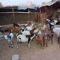 بزز|حیوانات مزرعه|بندرعباس, |دیوار