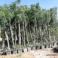 فروش انواع درخت بن بالا ،گل و گیاه آپارتمانی