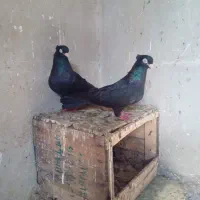 سیاه ابادانی