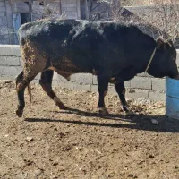 گوساله گوشتی 2ساله پرواری|حیوانات مزرعه|ترکمانچای, |دیوار