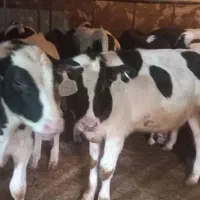 گوساله هلشتاین