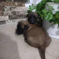 توله مالینیوز