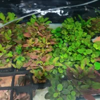 فروش ویژه پلنت