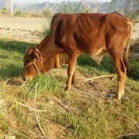 فروش فوری مشتریان قیمت شکاری زدم فقط خریدار بیاد|حیوانات مزرعه|ساربوک, |دیوار