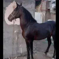 اسب نریون تاختی|اسب و تجهیزات اسبسواری|نیشابور, شهرک اردسمان|دیوار