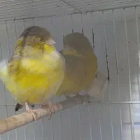 قناری گلاستر اورجینال تکی نر ۵میلییون ماده ۴|پرنده|محمودآباد, |دیوار