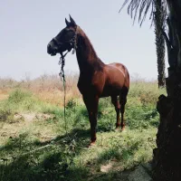 فروش اسب نریان کرد