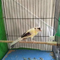 جوجه قناری دو ماهه