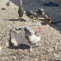 تعدادی مرغ بوقلمو