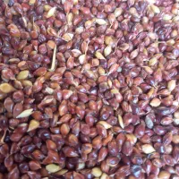 خرید فروش تخم جارو