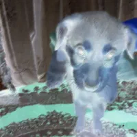 ۴ عدد توله پا کوتاه اش اشپیدس|سگ|مشهد, عبادی|دیوار