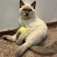 فروش گربه نر اسکاتیش ۵ماهه