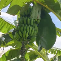 موز بیرونی و معتدله تا سردسیری|گل و گیاه طبیعی|لاهیجان, آهندان|دیوار