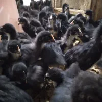 جوجه مرغ خروس|حیوانات مزرعه|قم, زنبیل آباد|دیوار