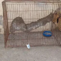 قفس چوبی و فلزی