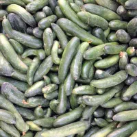 خیار محلی ۲۸ت و ۱۵ت