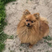 سگ پامر اصل روباهی