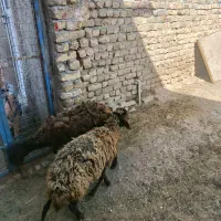 2راس بره ماده