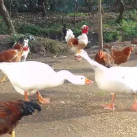 یک جفت غاز محلی